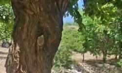 Kayısı Ağacındaki Oyuğa Yerleşen Arılar, Doğal Kovan Oluşturdu