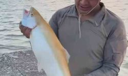 Keban Baraj Gölü'nde Nadir Sarı Albino Alabalık Yakalandı