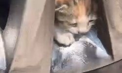 Kedi Kurtarma Operasyonu: Tekerleğe Sıkışan 6 Kedi Kurtarıldı