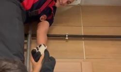 Kediler asma tavandan itfaiye yardımıyla kurtarıldı
