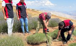 Kemah'ta Lavanta Hasadı Heyecanı: Mor Çiçekler Toplanıyor