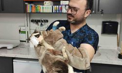 Keşan'daki sokak kedisine yüzündeki tümör sonrası deri flebi uygulandı