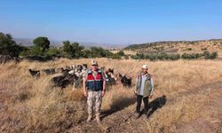 Kilis'te kaybolan 50 küçükbaş hayvan jandarma tarafından bulundu