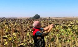 Kırklareli'nde TAKE Projesi Kapsamında Ayçiçekleri Denetlendi