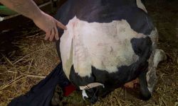 Komşusunun Danasının Kuyruğunu Baltayla Kesmekle Suçlandı