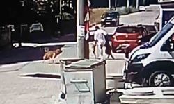 Köpeğini gezdiren genç, başka bir köpeğin saldırısına uğradı