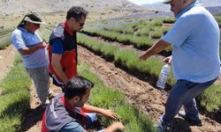 Korkuteli'nde Lavanta Tarlalarında Çekirge Araştırması Yapıldı