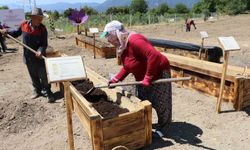 Köstebeklerden koruma: Dünyanın en değerli baharatı için yeni projeler