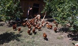 Köyde Hobi Olarak Başladı, Tavuk Sayısını 100'e Çıkararak Siparişleri Karşılayamıyor