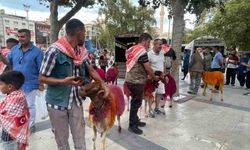 Koyunlar yola çıktı, şenlik kapıda