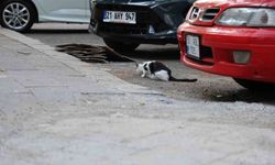 Kuduz riski kedi tırmalamasıyla da artabilir