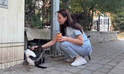 Kütahya'da korkunç kedi cinayeti: Kesik baş ve ayaklar apartmanın önünde bulundu