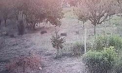 Malatya'da Domuz Sürüsü Yerleşim Alanına İndi