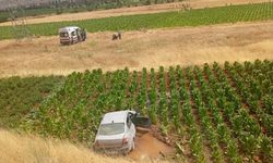 Malatya'da otomobil tütün tarlasına düştü: 3 kişi yaralandı