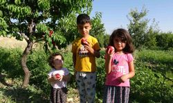 Malatya'nın Kayısısına Alternatif Olacak Yeni Meyveler: Santa Maria Armudu ve Nektarin