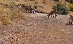 Malatya'nın Kırsalında Dağ Keçileri Görüntülendi