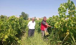 Manisa'da Üzüm Bağlarında Hasat Öncesi Pestisit Kontrolü