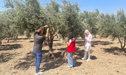 Manisa'da zeytin bahçeleri sinek tehdidine karşı denetleniyor