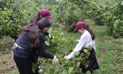 Mardinli gençler Ordu'da fındık tarımını öğreniyor ve kültürü keşfediyor