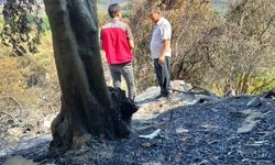 Muğla'da Orman Yangınları Sonrası Zarar Tespiti Devam Ediyor