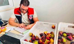 Nazilli'de taze incir kontrolü artırıldı