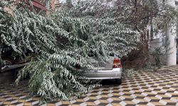 Niğde'de fırtına nedeniyle devrilen ağaç, aracın üzerine düştü