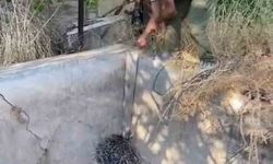 Oklu kirpi, mahsur kaldığı havuzdan kurtarıldı