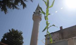 Ordu'daki cami çatısında mısır fidesi filizlendi