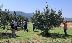 Osmaneli'nde Tarım Arazileri İçin Zararlı Kontrolü