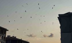 Osmaniye semalarında her yıl tekrar eden göçmen kuş gösterisi