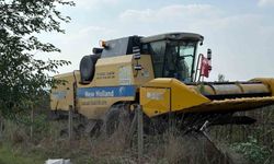 Osmaniye'de yerli ayçiçeği çeşitlerinde ilk hasat heyecanı