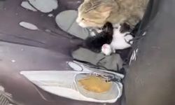 Otomobilin İçinde Yavru Kediler Dünyaya Geldi