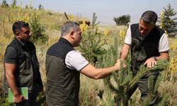 Palandöken ve Konaklı'daki ağaçlandırma çalışmaları denetlendi