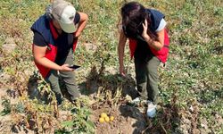 Patates üretiminde verim artışı için denetimler devam ediyor