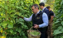 Pazaryeri Boncuk Fasulyesi'nde Hasat Dönemi Başladı