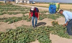 Rekolte Tahminleri İçin Saha Çalışmaları Devam Ediyor