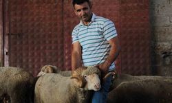 Rekor fiyatla alınan koç, üçüz erkek kuzularını doğurdu