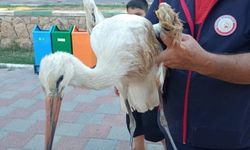 Reyhanlı'da yaralı leylek gölde mahsur kaldı, itfaiye kurtardı
