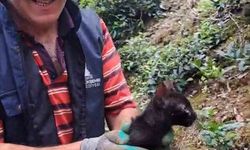 Rize'de Çay Üreticileri 4 Gün Sonra Sıkışan Kediyi Kurtardı