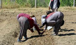 Safranbolu'da yeni sezon için safran soğanları toprağa verildi