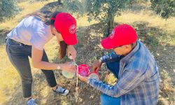 Salihli'de zeytin üreticilerine sinek uyarısı yapıldı