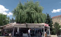 Salkım Söğüt, Sivas'taki Kafenin Vazgeçilmezi Oldu