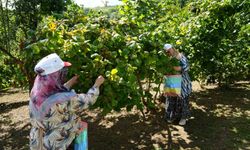Samsun'da Fındık Hasadı Hız Kazandı: 115 Bin Ton Bekleniyor
