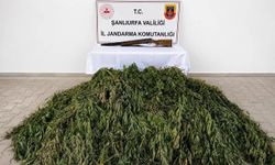 Şanlıurfa'da 610 Kök Kenevir ve Av Tüfeği Ele Geçirildi