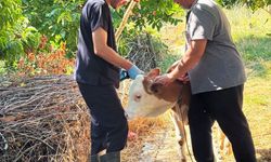 Şaphane'de Büyükbaş Hayvanlar İçin Kimliklendirme Projesi