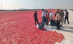 Saruhanlı'da 1.500 ton kuru domates yurt dışına satılıyor