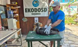 Sazlı'da yaralı karaleylek bulundu