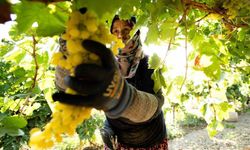 Şehzadeler'de Bağbozumu Şenliği, fotoğraflarla kutlanacak