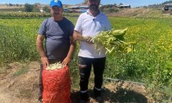 Şeker fasulye köylüyü sevindiriyor
