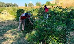 Selkisaray Köyü'nde Böğürtlen Üretim Alanları Denetlendi